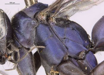Media type: image;   Entomology 27660 Aspect: thorax lateral